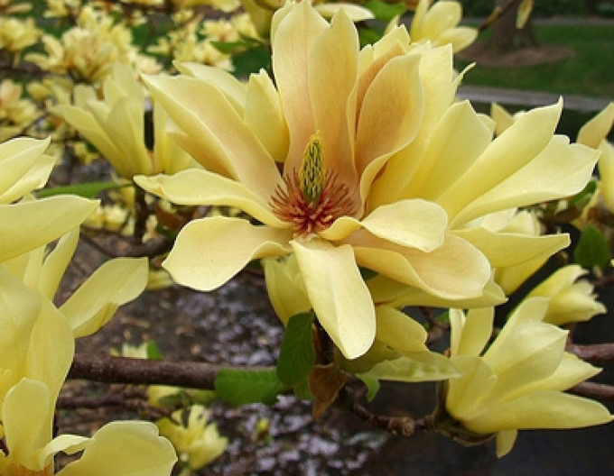 Magnolia ´Butterflies´