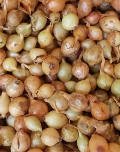 Ceapă pentru plantare ´Stutgartská´ 10/21 25kg