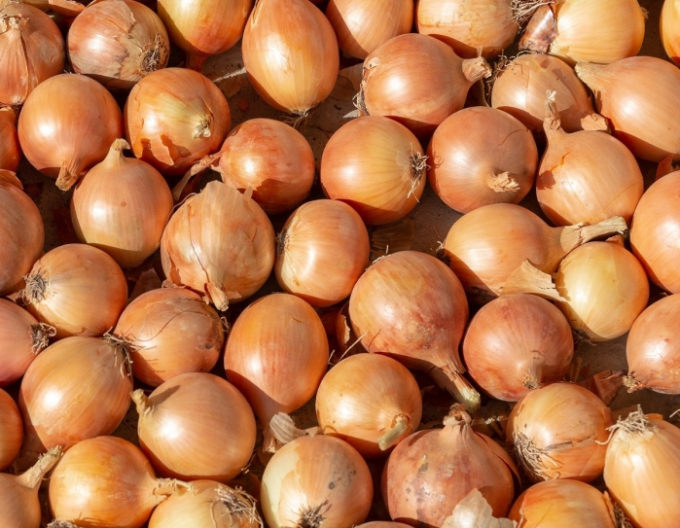 Ceapă eșalotă ´Yellow Moon´ 0,5kg