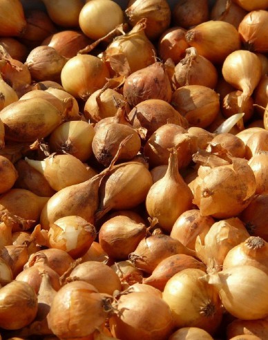 Ceapă pentru plantare ´Všetana´ 8/16 25kg