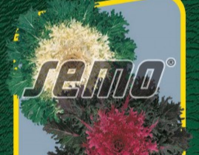 Semințe Kale ornamental Coral F1 Mix