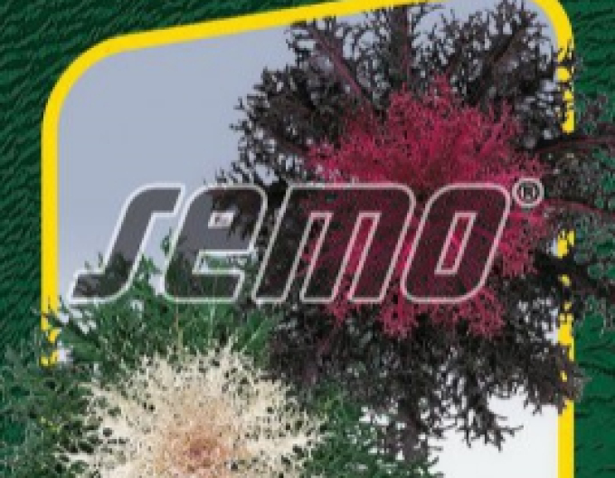 Semințe Kale ornamental Peacock F1 Mix