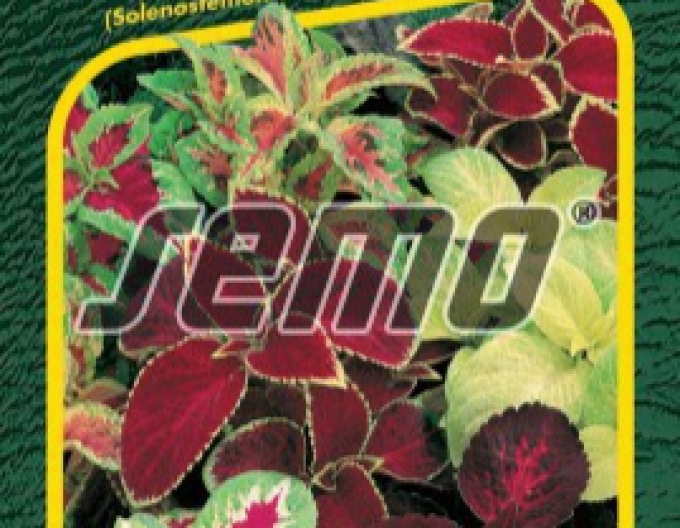 Semo Koleus - urzică africană ´Rainbow Mixture´