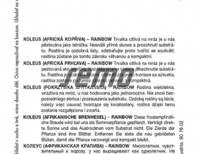Semo Koleus - urzică africană ´Rainbow Mixture´