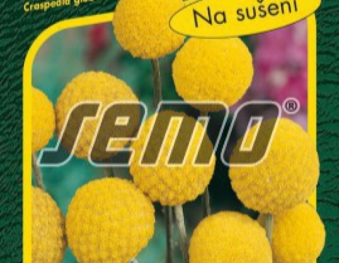 Semo Kraspedia ´Billy Buttons´