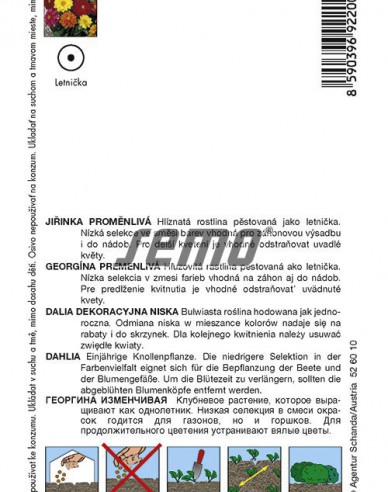 Semo semințe de dalii ´Kompakt Mix´