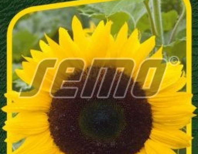 Semințe de floarea-soarelui anuale ´Mezzulah F1´