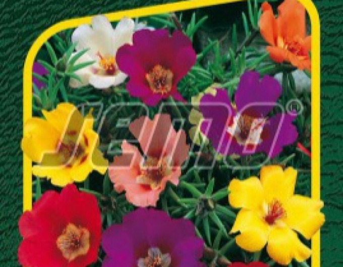 Semințe de portulaca ´Mix´