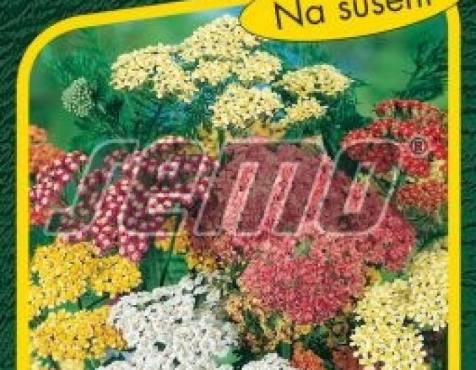 Coada Șoricelului Semo ´Summer Pastels´