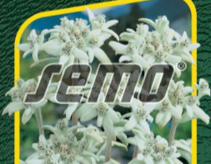 Semințe de Floarea de colț ´Edelweiss´