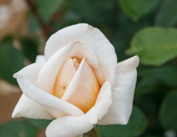Trandafir "Margaret Merill"