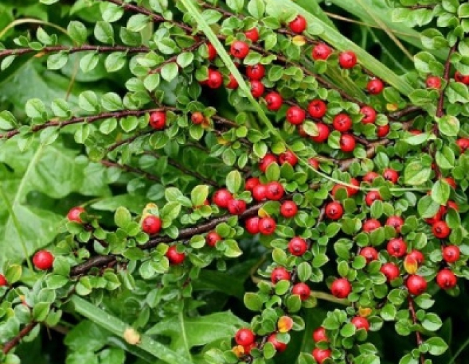 Cotoneaster Rockrose buxifolia