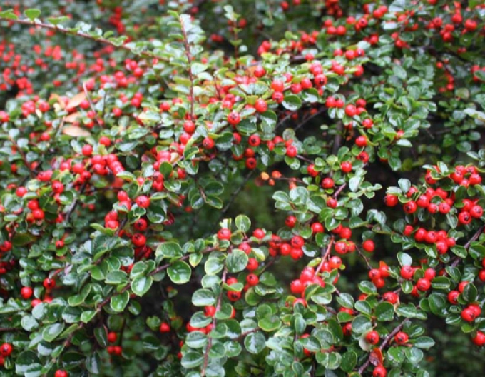 Cotoneaster Rockrose buxifolia