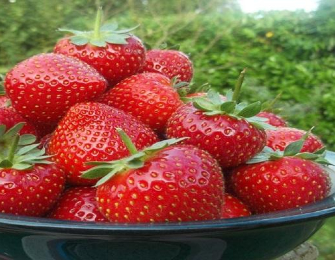 Căpșuni ´Murano´ varietate perenă