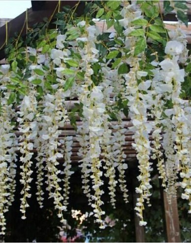 „Glicină„Wisteria noble ´White Silk´