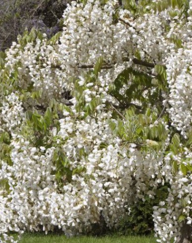 „Glicină„Wisteria noble ´White Silk´