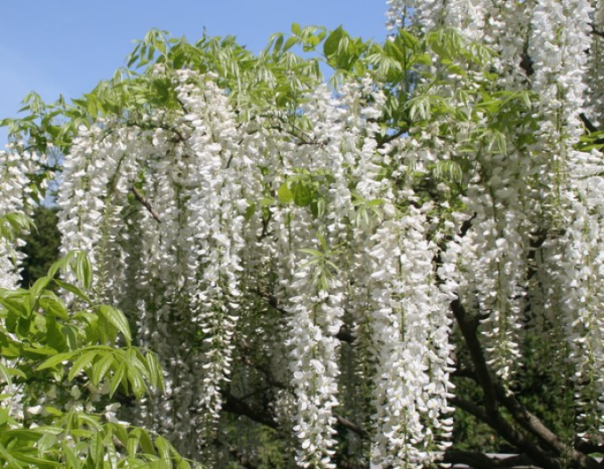 „Glicină„Wisteria chineză Alba