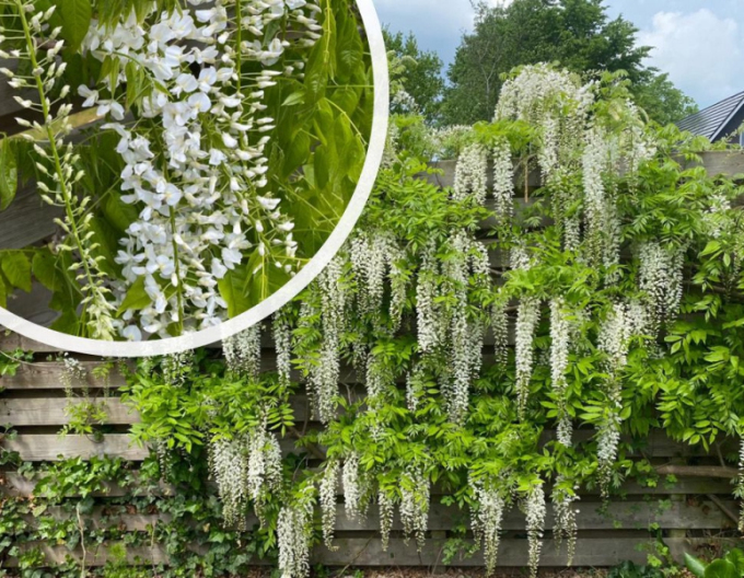 „Glicină„Wisteria chineză Alba