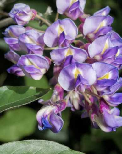 Glicină -  Wisteria multiflora ´Blue Moon´