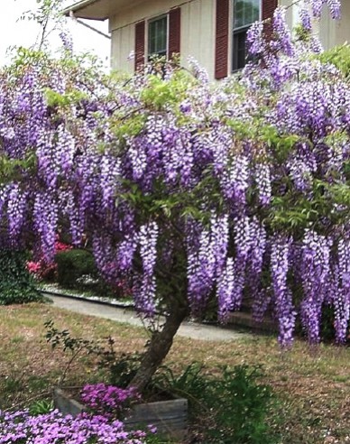 Glicină -  Wisteria multiflora ´Blue Moon´