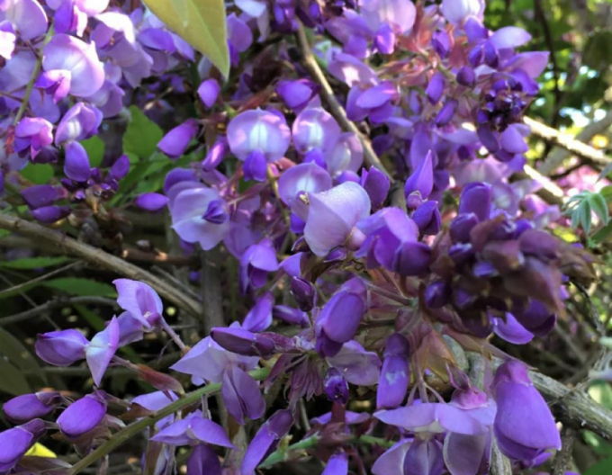 „Glicină„Wisteria sublime Okayama