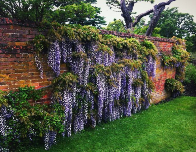 „Glicină„Wisteria sublime Okayama