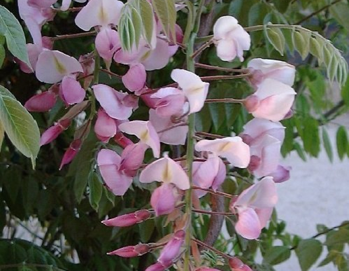 „Glicină„Wisteria nobilă Showa-Beni