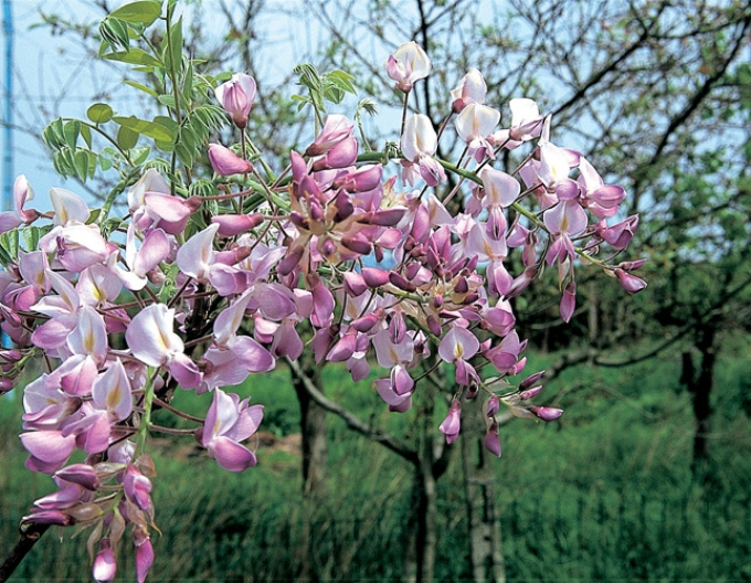 „Glicină„Wisteria nobilă Showa-Beni