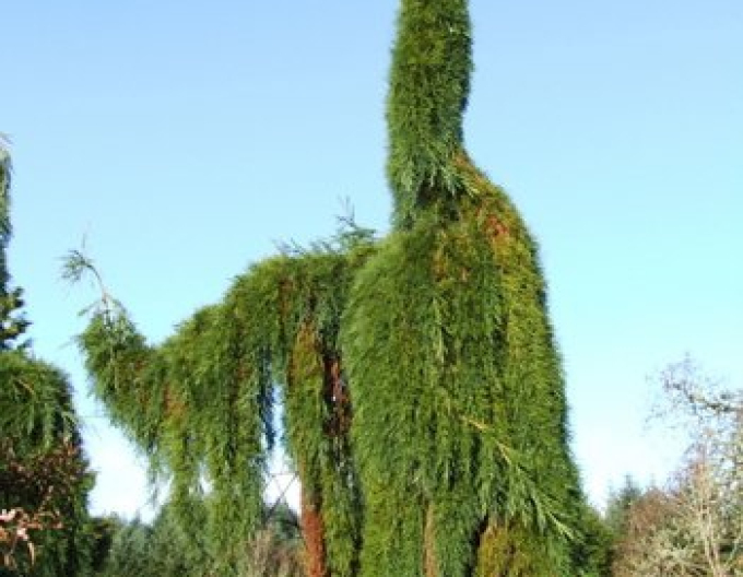 Sequoia-mamutii-pendulum1