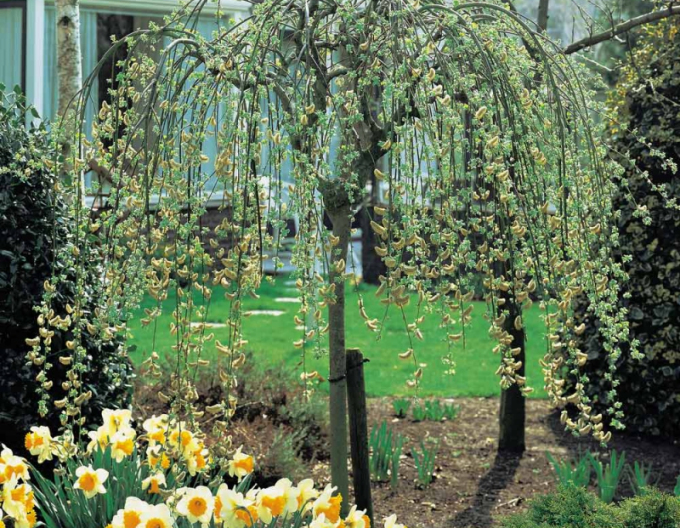 Salcie înaltă "Kilmarnock" pe o tulpină 40cm