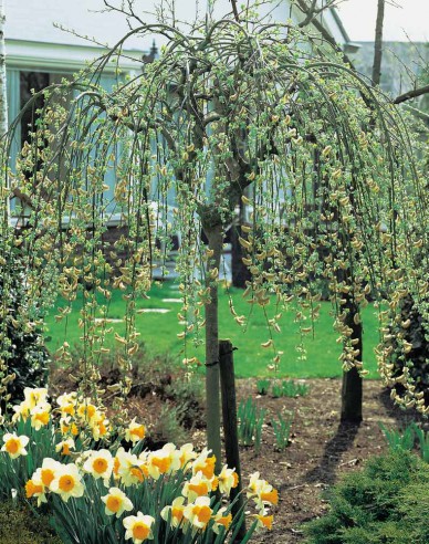 Salcie înaltă ´Kilmarnock´ pe 120cm