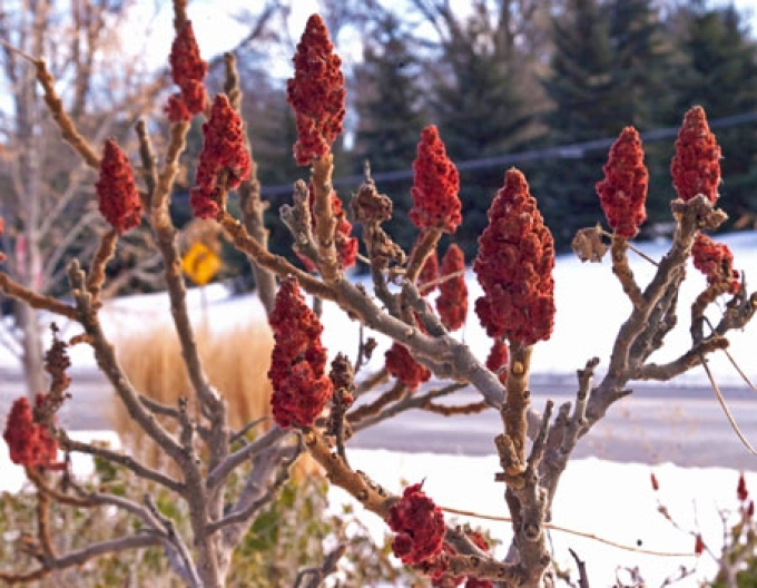Sumac tulpinos"ochi de tigru" ( Rhus Typhina)