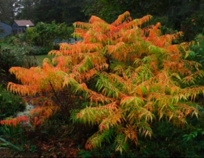 Sumac tulpinos"ochi de tigru" ( Rhus Typhina)