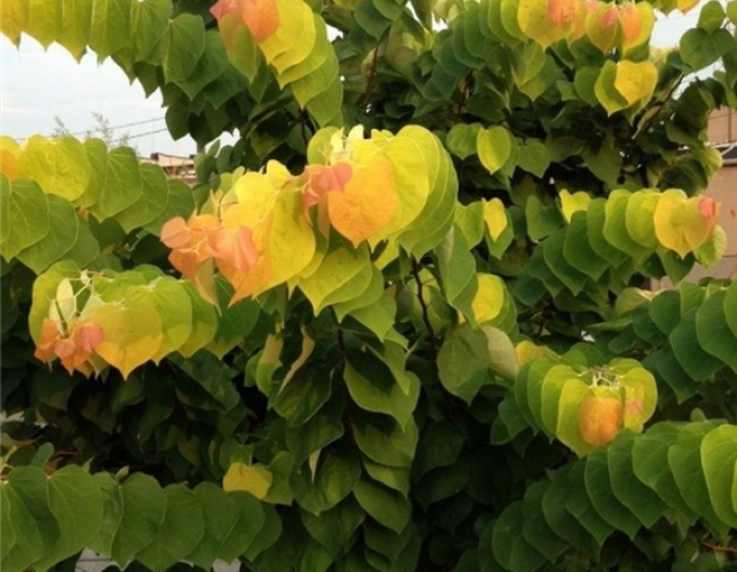 Arborele lui iuda -rising-sun1-150-175cm