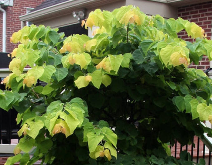 Arborele lui iuda -rising-sun1-150-175cm