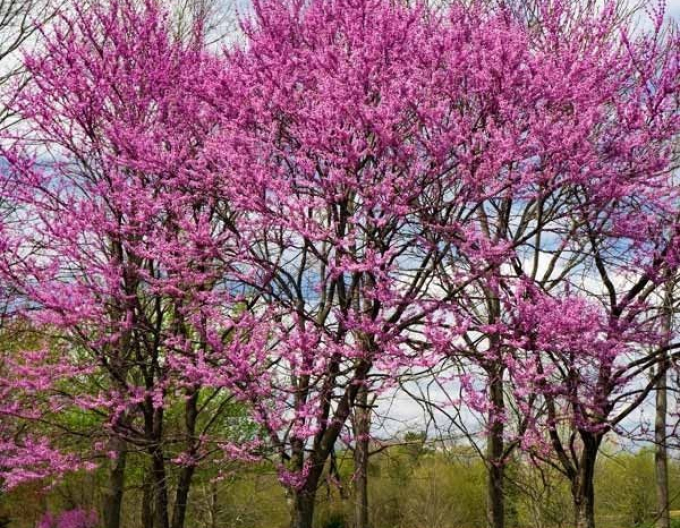 Arborele lui iuda -rising-sun1-150-175cm