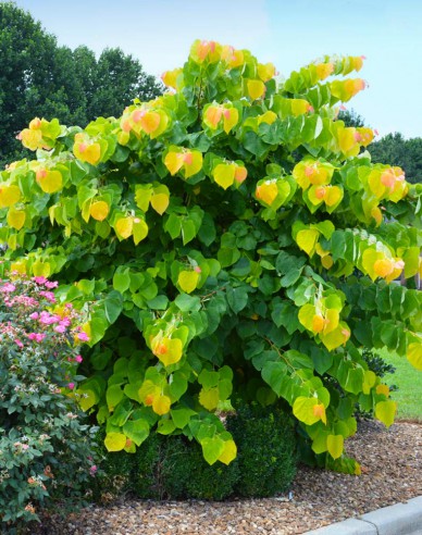 Arborele lui iuda Rising Sun 80cm