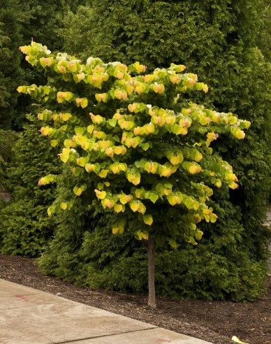 Arborele lui iuda Rising Sun 80cm