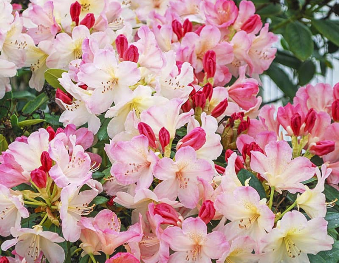 Rhododendron bicolor Percy Wiseman