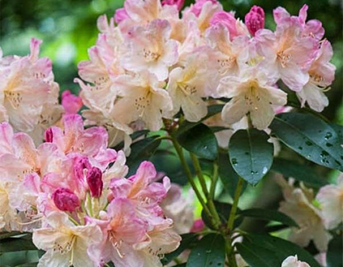 Rhododendron bicolor Percy Wiseman
