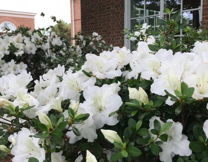 Azalea japoneza Dorothy Haiden