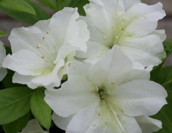 Azalea japoneza Dorothy Haiden
