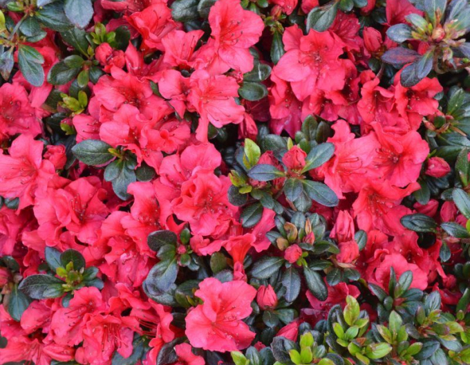 Azalea japoneza Johana