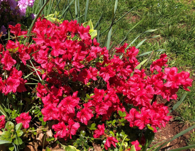 Azalea japoneza Johana