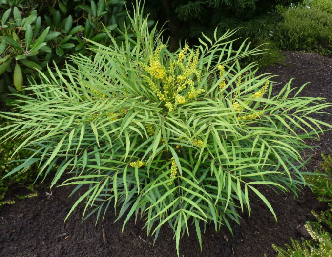 Mahonia "Caresă moale