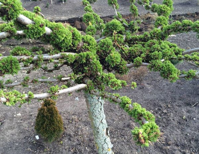 Larici deciduous ´Krejci´ pe o tulpină