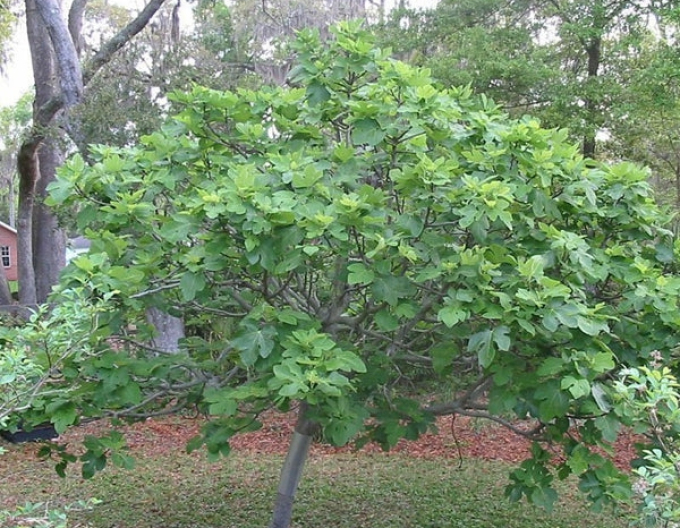 Ficus carica ´Brown Turkey´