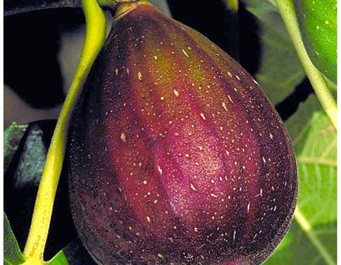 Ficus carica ´Brown Turkey´