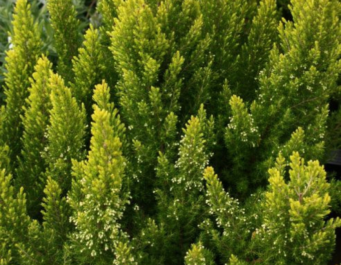 Arbore de erica "Estrella Gold