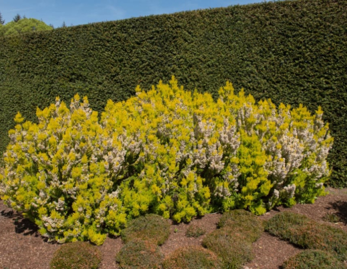 Arbore de erica "Estrella Gold